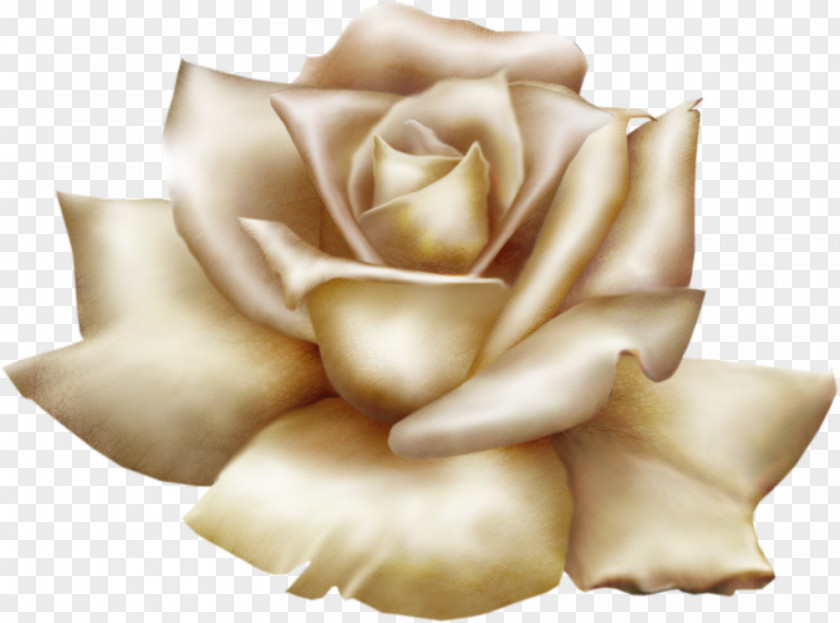 GOLD ROSE Flower Garden Roses Clip Art PNG