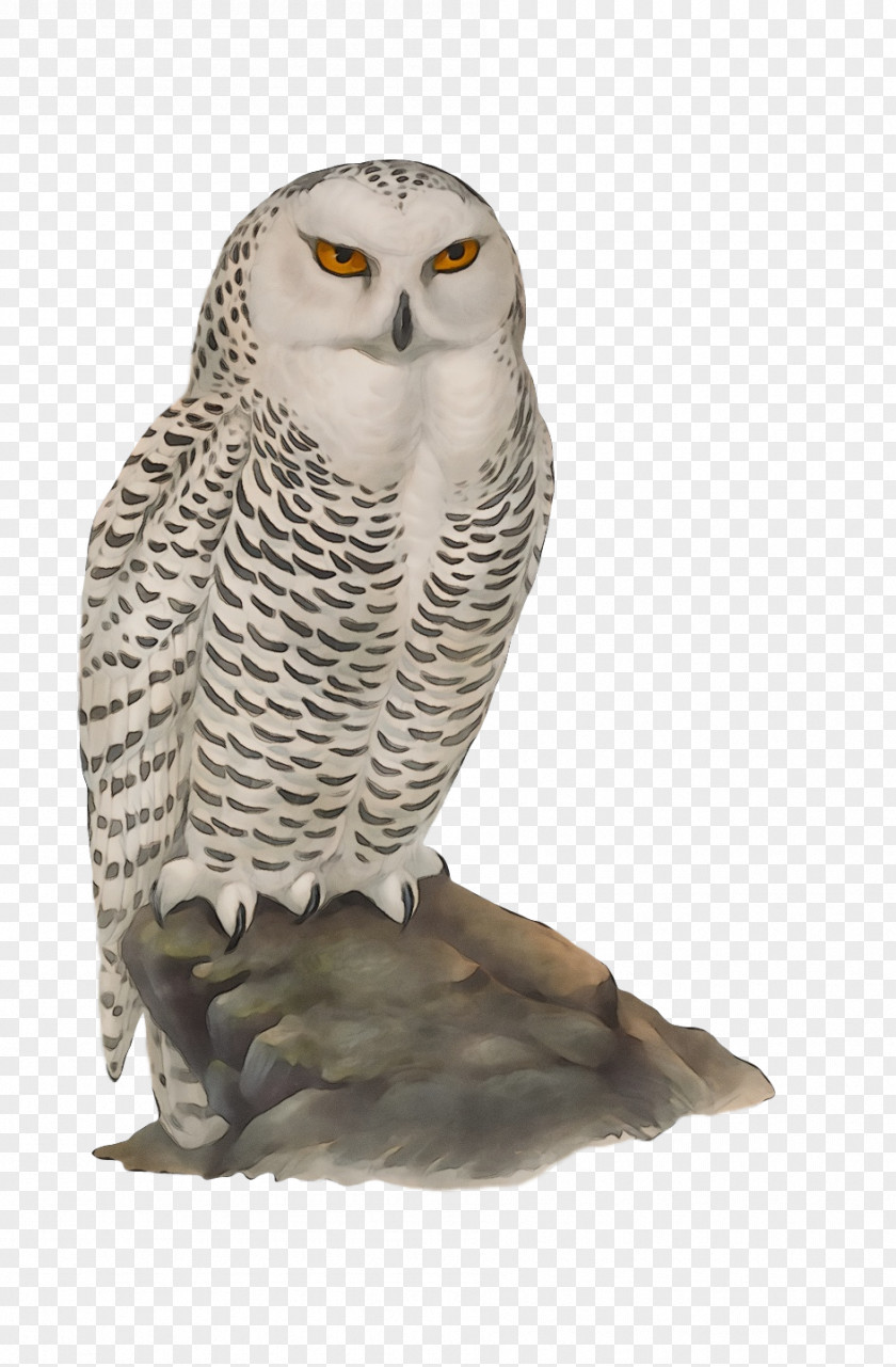 Great Grey Owl Falcon Hawk Owls Beak PNG