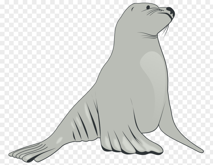 Hippopotamus Art Sea Lion Elephant Seal Clip PNG