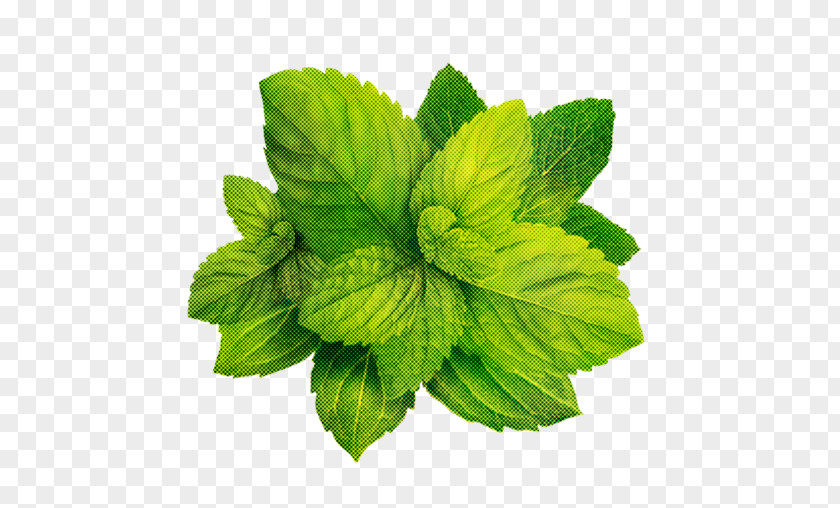 Leaf Plant Flower Mint Herb PNG