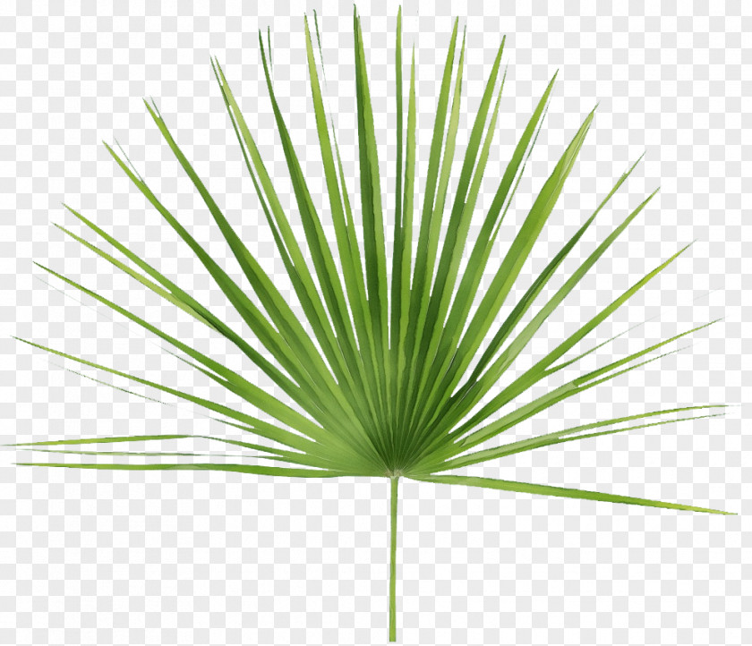 Perennial Plant Flowering Palm Tree Background PNG