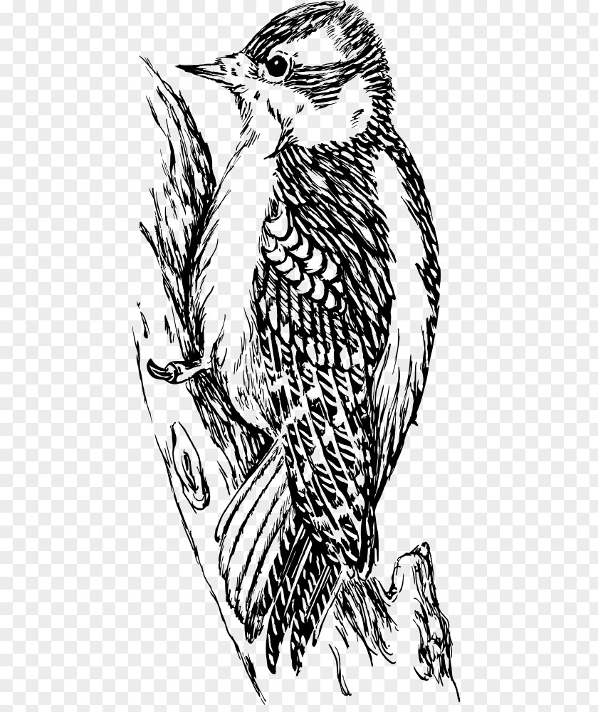 Woodpecker Clip Art PNG