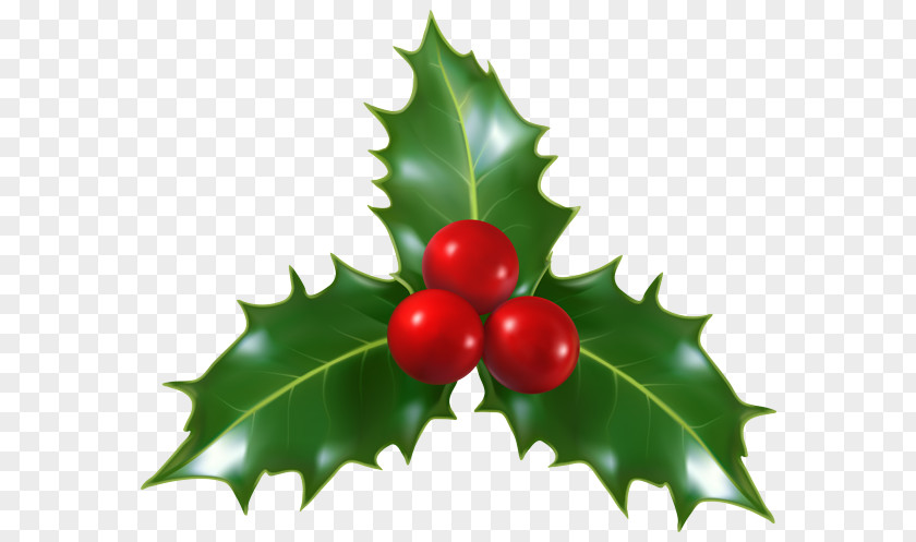 Woody Plant Fruit Holly PNG