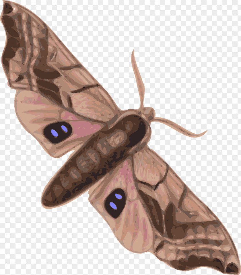 Ants Butterfly Moth Hyalophora Cecropia Clip Art PNG