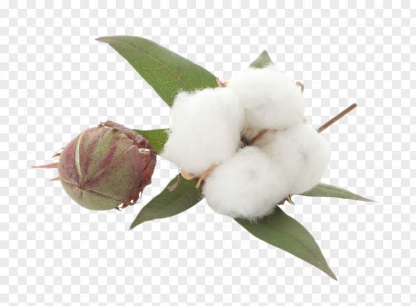 Cotton Flower Textile Clip Art Image PNG