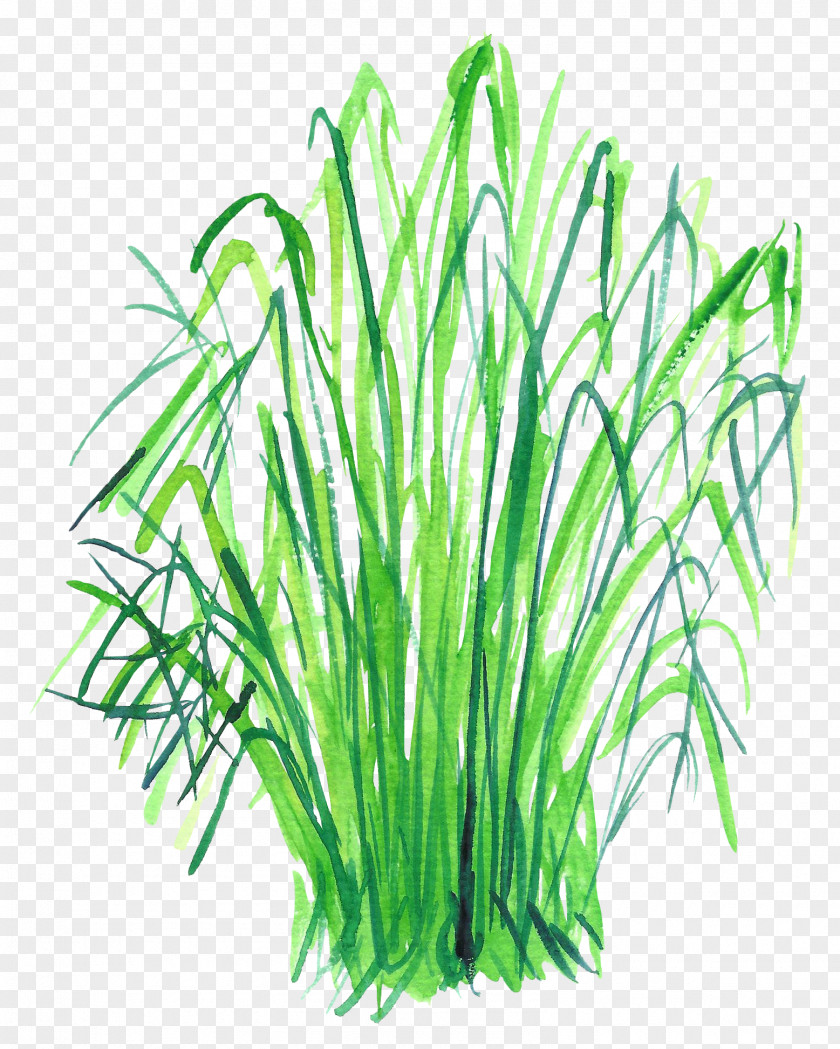 Green Grass Clip Art PNG