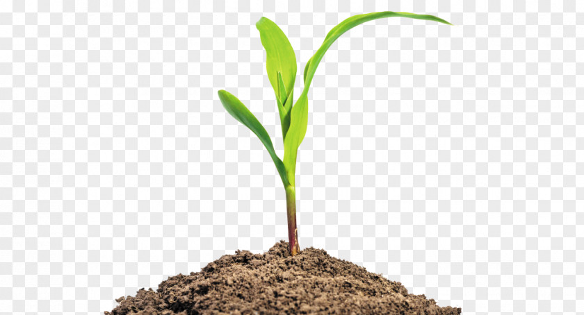 Plant Seedling Maize Agriculture Baby Corn Stock Photography PNG