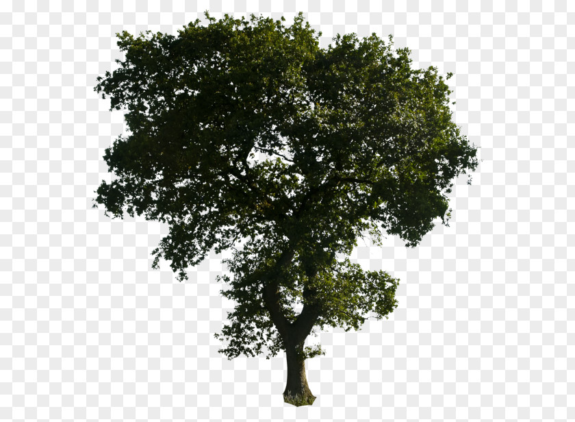 Clipart Tree Download PNG