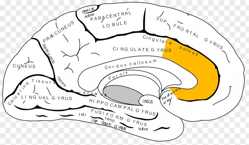 Dentate Anterior Cingulate Cortex Cerebral Prefrontal Brain PNG