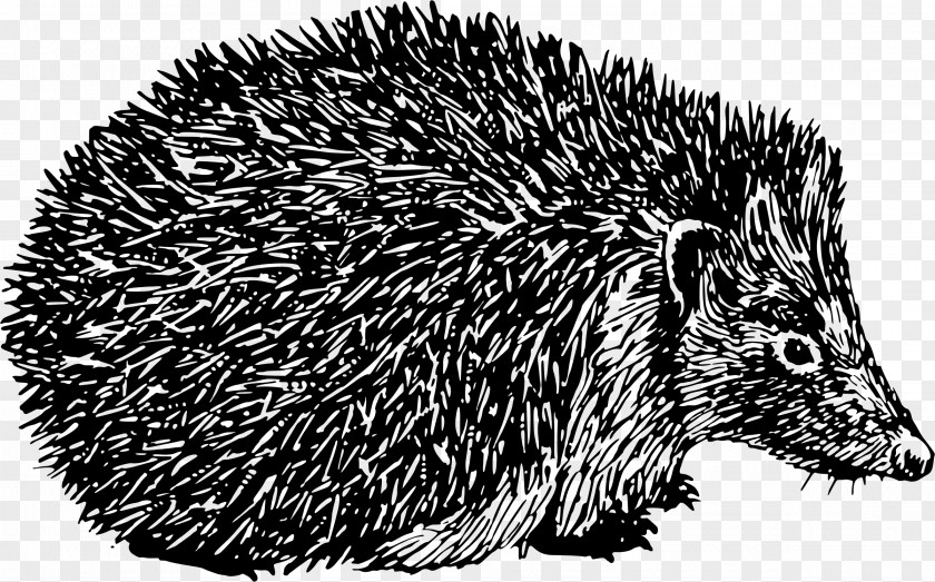 Hedgehog Domesticated Porcupine Black And White Spine PNG