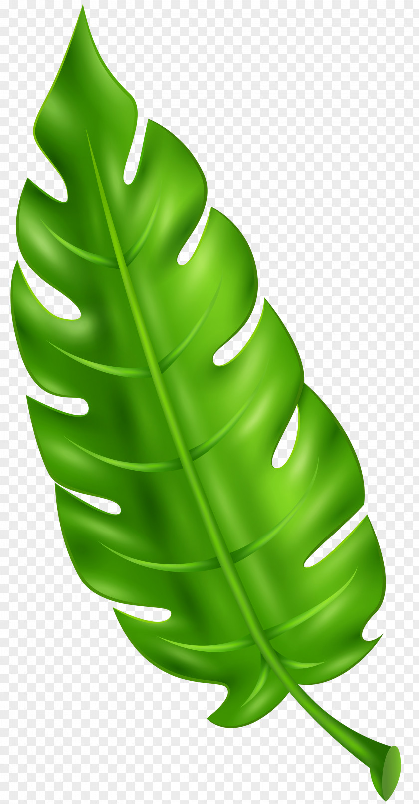 Leaf Clip Art PNG