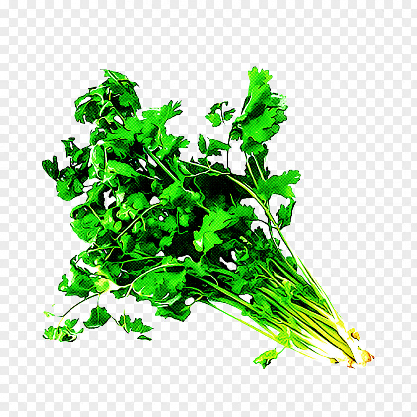 Parsley PNG