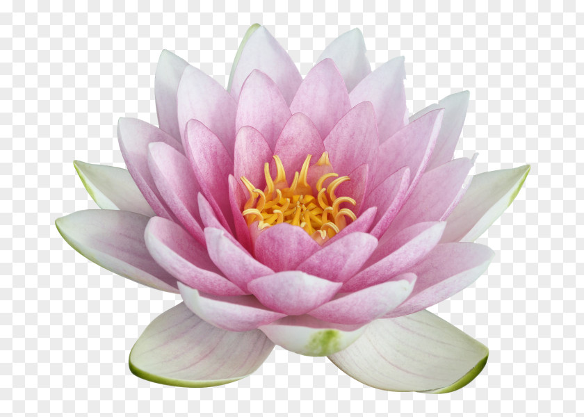 Water Lilies Nelumbo Nucifera Clip Art PNG