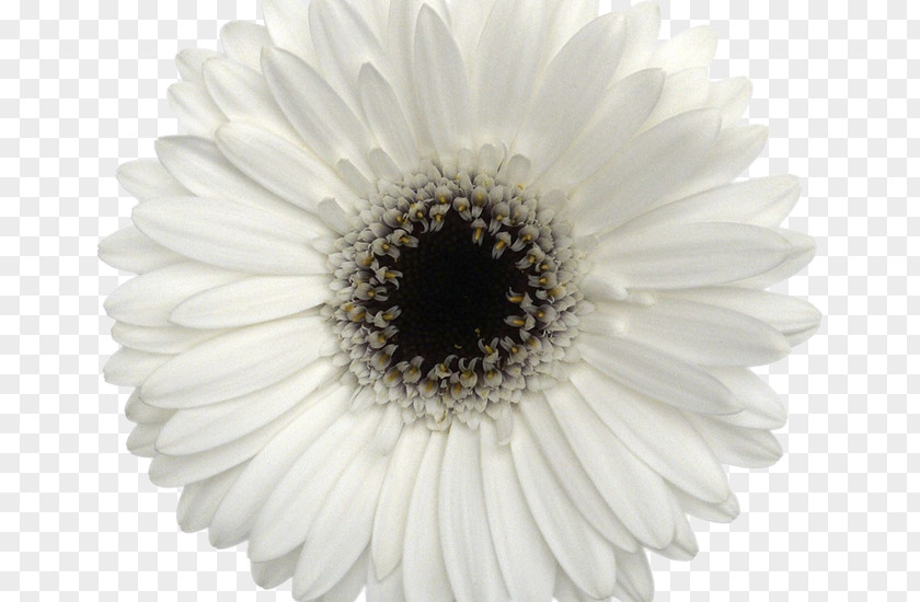 Flower White Cut Flowers Barberton Daisy Chrysanthemum PNG
