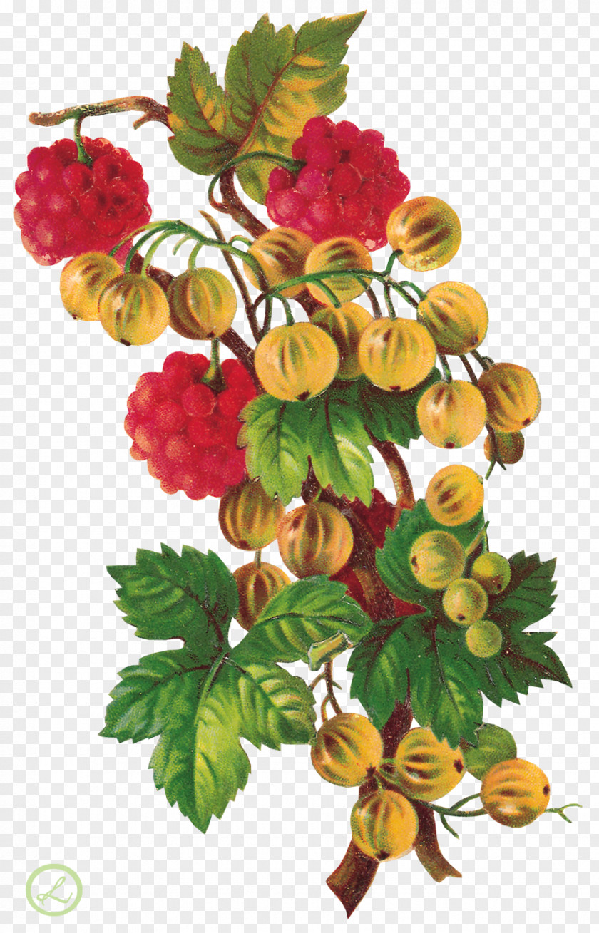 Gooseberry Clip Art Adobe Photoshop Image File Format PNG