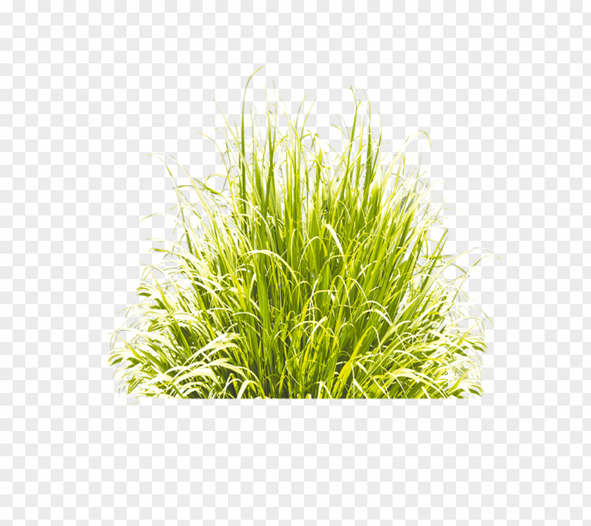 Grass Green Icon PNG