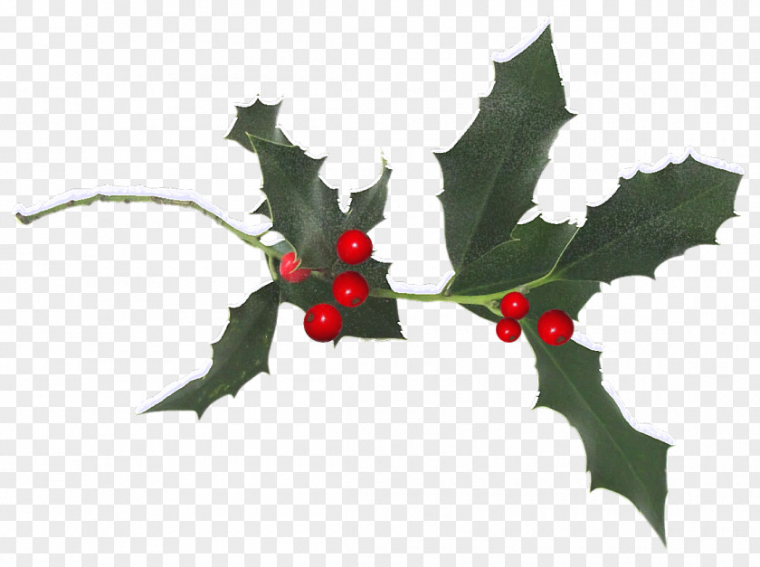 HOLLY Common Holly Aquifoliales Ilex Crenata Christmas Plant PNG