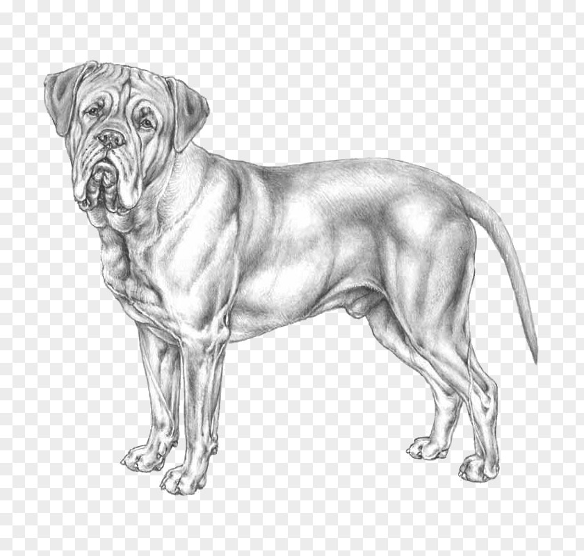 Race Dog Breed Bullmastiff Dogue De Bordeaux Ca Bou Dogo Argentino PNG