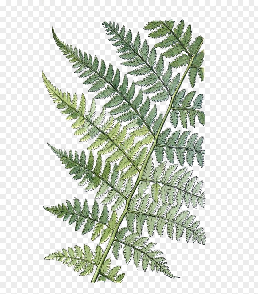 Retro Plants The Ferns Of Great Britain And Ireland Athyrium Filix-femina Leaf Botany PNG