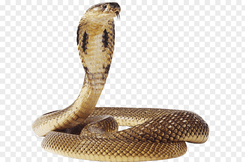 Snake Vipers Reptile Clip Art PNG