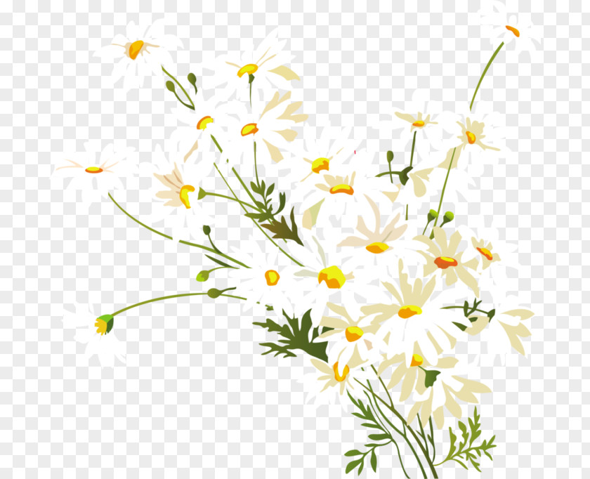 Chamomile Common Daisy Oxeye Clip Art PNG