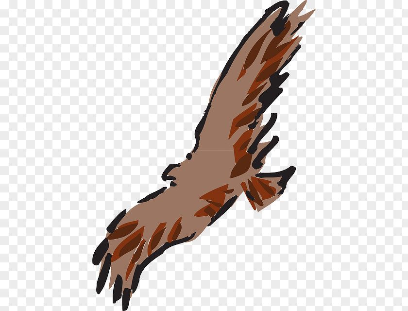 Eagle Feather Art Clip PNG