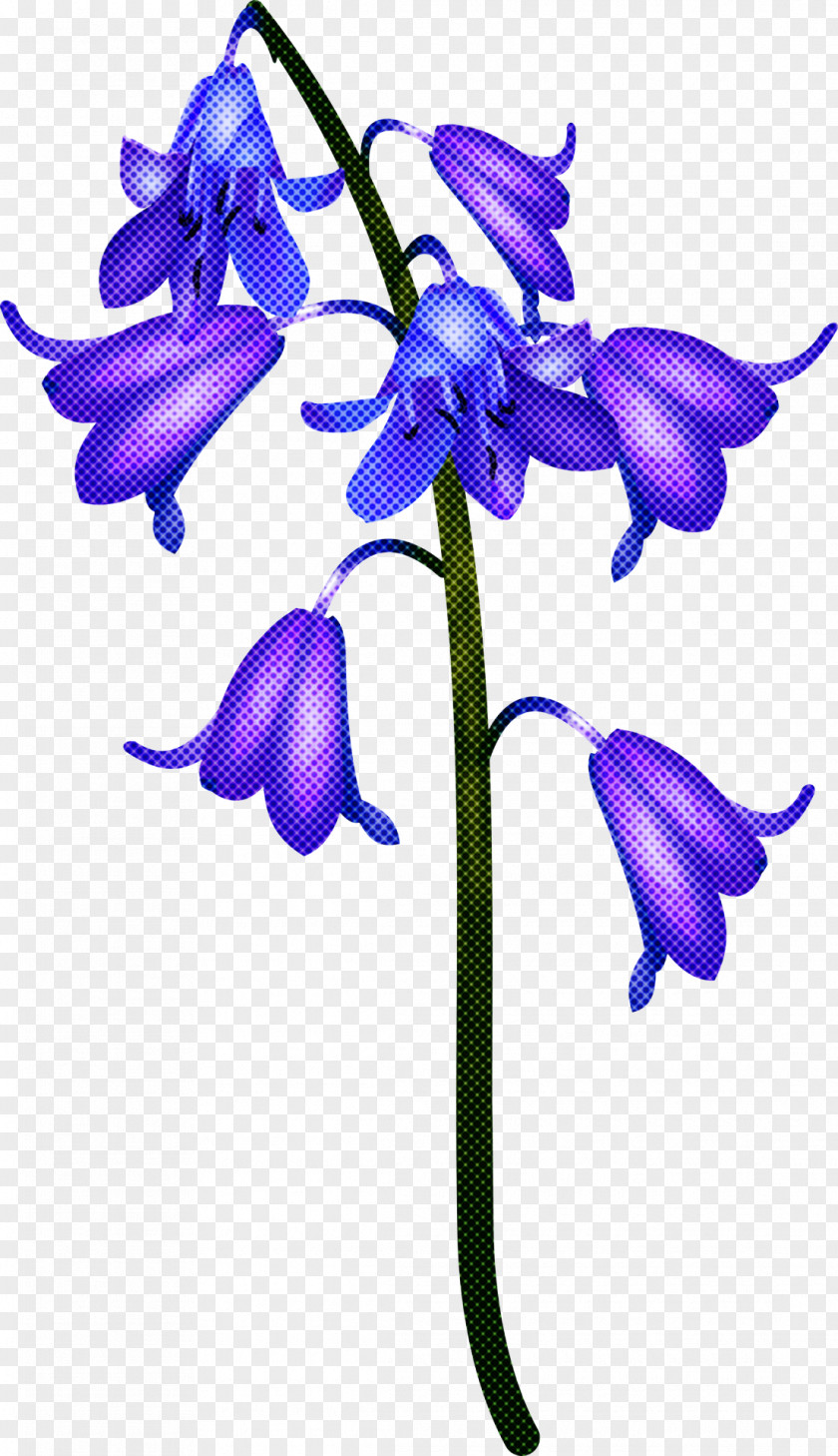 Flower Plant Purple Violet Bellflower Family PNG