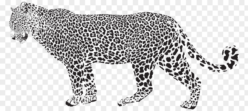 Leopard Cheetah Vector Graphics Stock Photography Illustration PNG