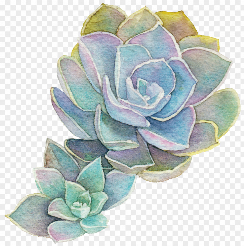 Painting Succulent Plant Transparent Watercolor Echeveria Elegans PNG