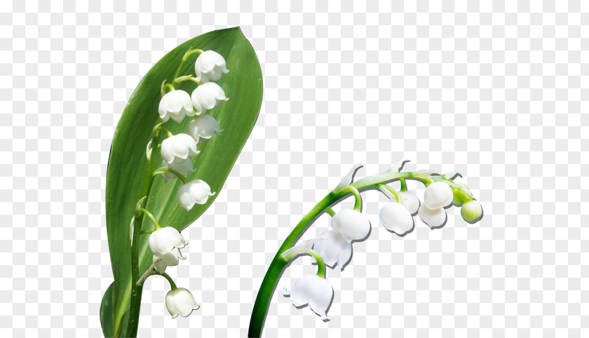 Galanthus Summer Snowflake Flower Background PNG