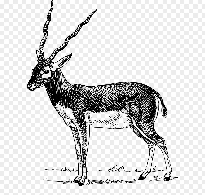 Gazelle Antelope Pronghorn Impala Clip Art PNG