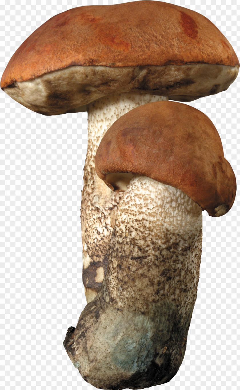 Mushrooms Aspen Mushroom Brown Cap Boletus Fungus Edible PNG