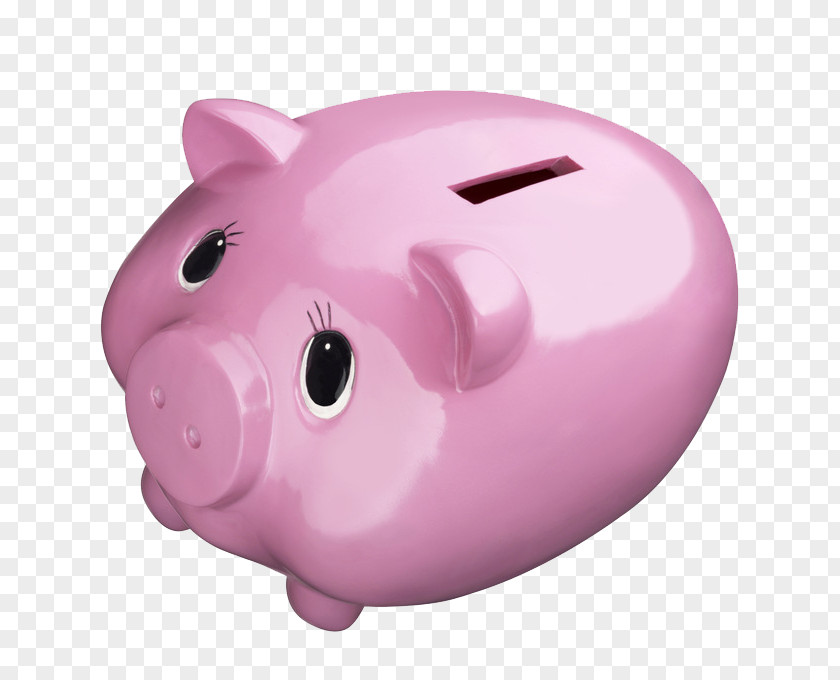 Pink Piggy Bank Domestic Pig PNG