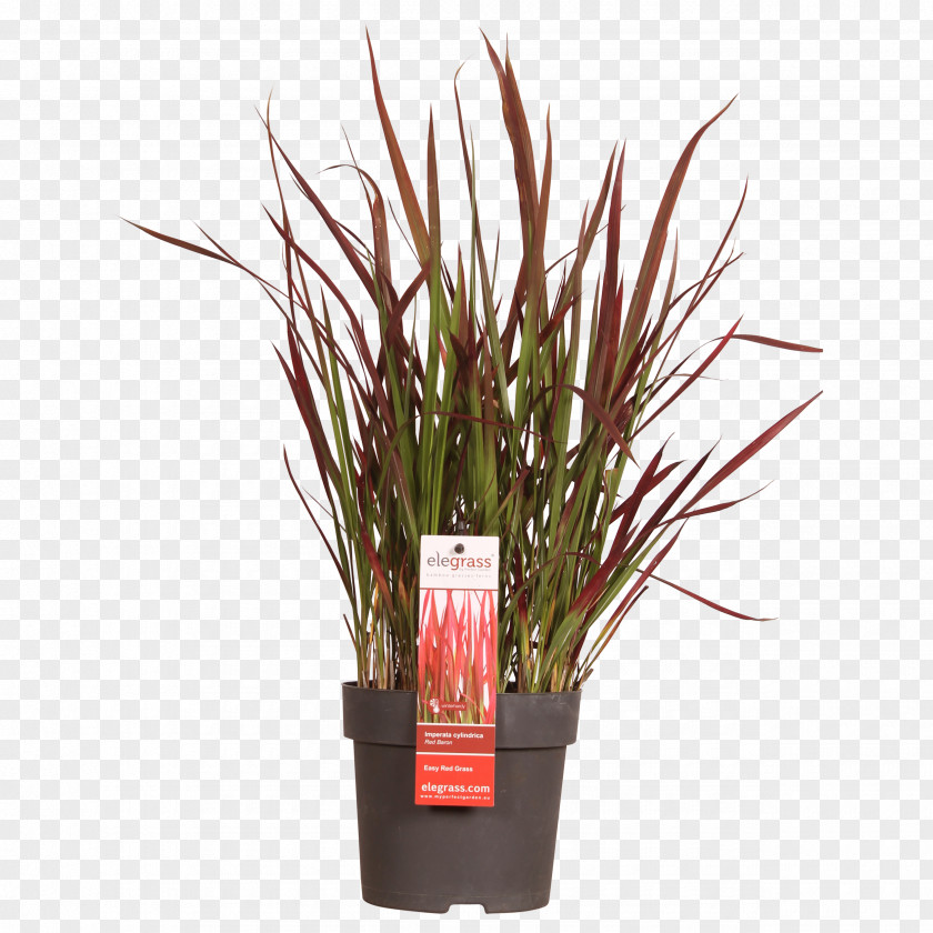 Red Grass Flowerpot Ornamental Plant Chinese Fountain Carex Hachijoensis PNG