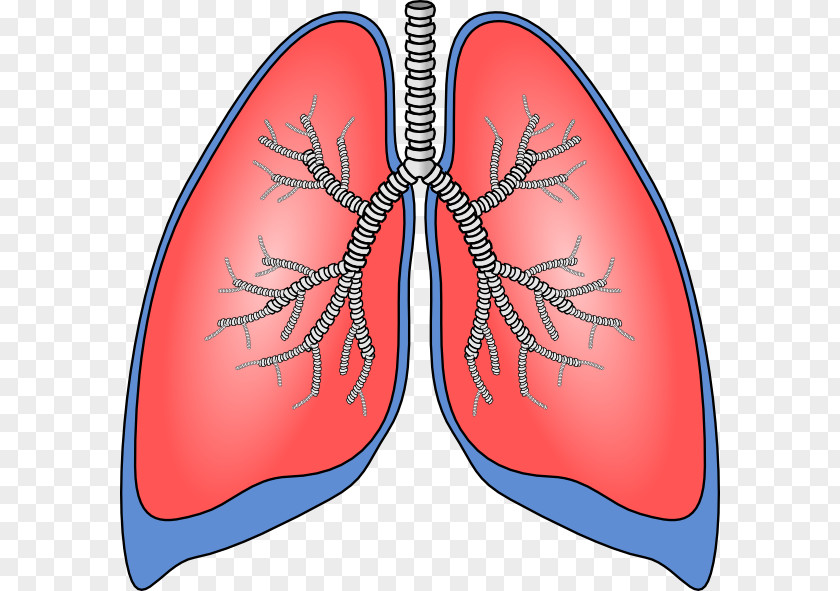 Respiration Cliparts Lung Chronic Obstructive Pulmonary Disease Clip Art PNG