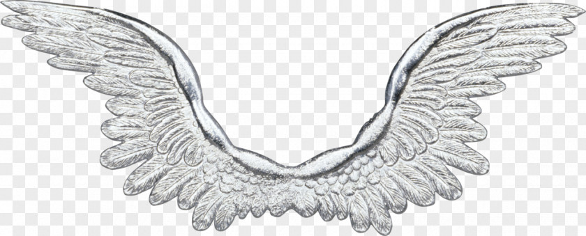 White Wings Material Buffalo Wing PNG