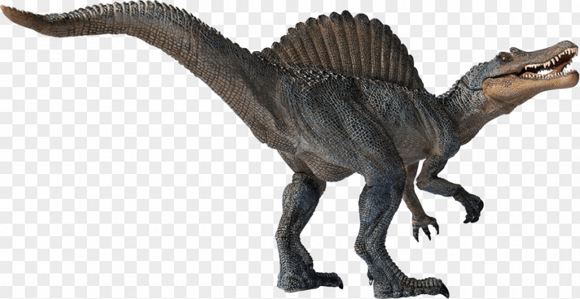 Dinosaur Spinosaurus Velociraptor Tyrannosaurus Theropods PNG