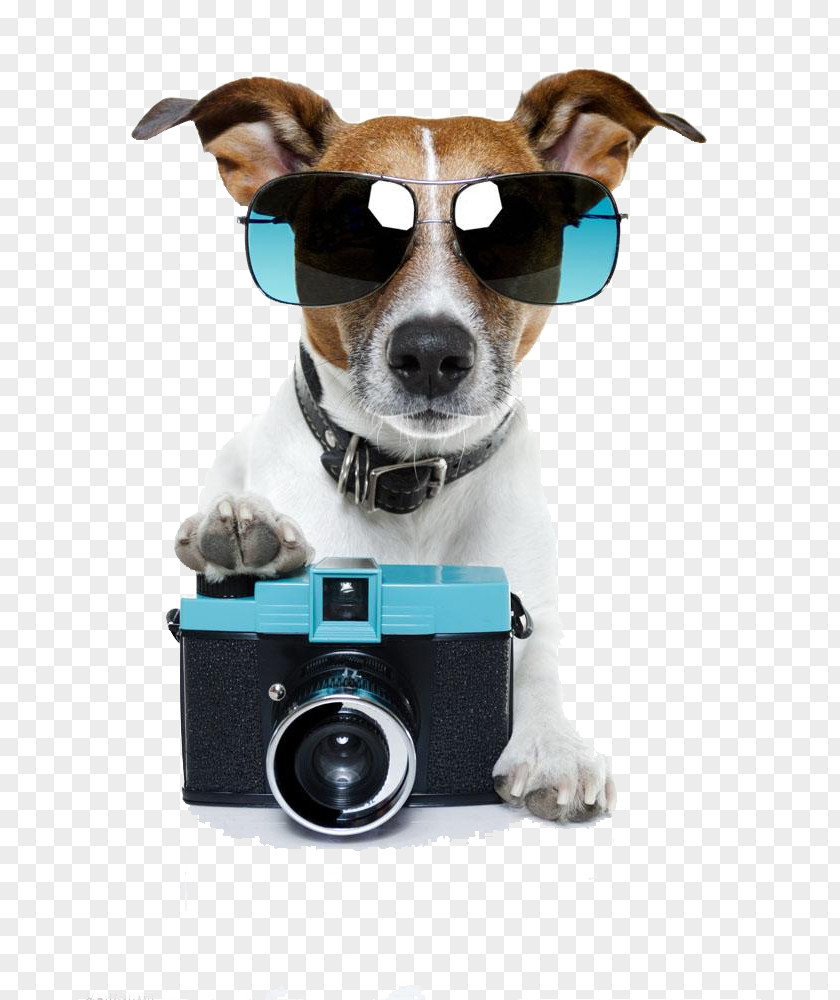 Dog Camera Free To Pull Jack Russell Terrier Pet Sitting Stock Photography Photographer PNG