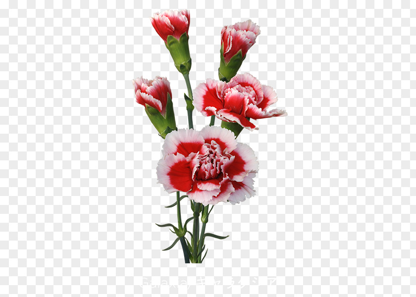 Flower Carnation Cut Flowers Floral Design Bouquet PNG