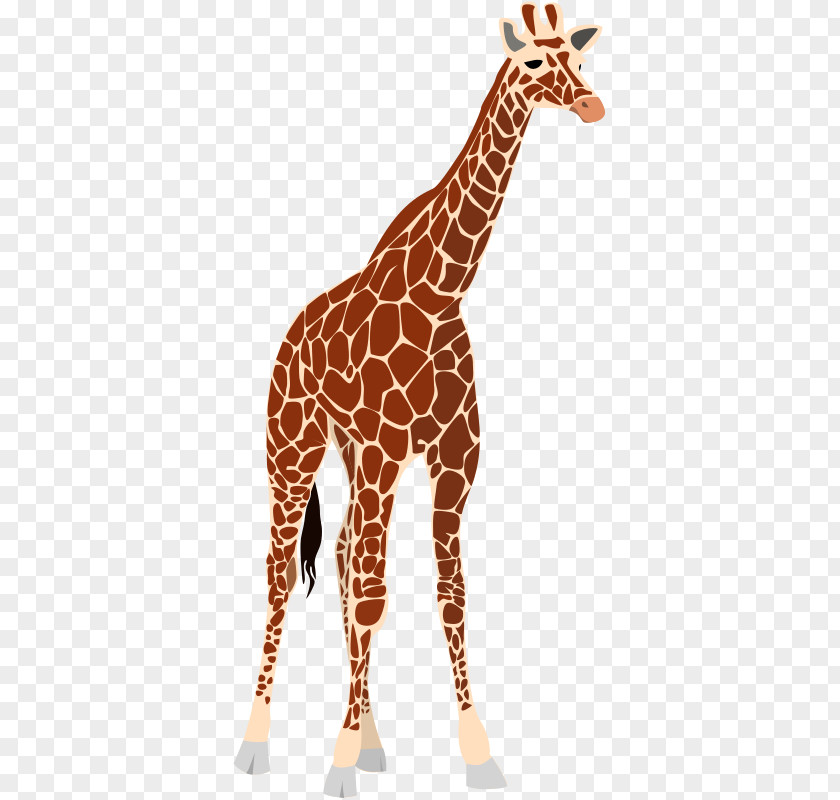 Giraffe Images Free Okapi West African Clip Art PNG