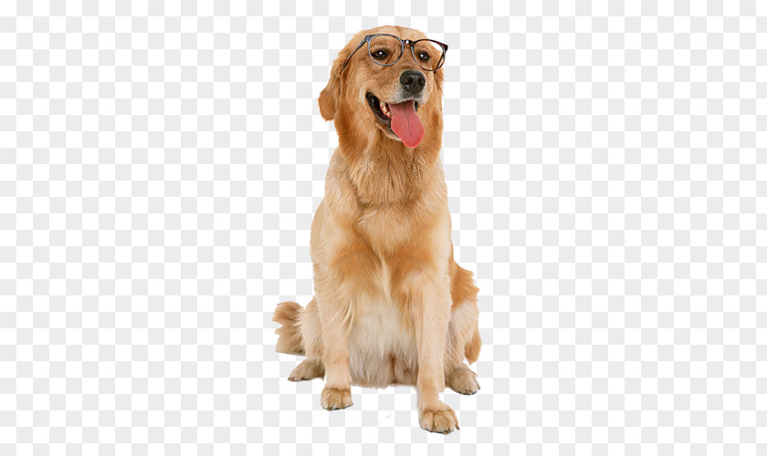 Golden Retriever Labrador Puppy Dog Toys Chew Toy PNG