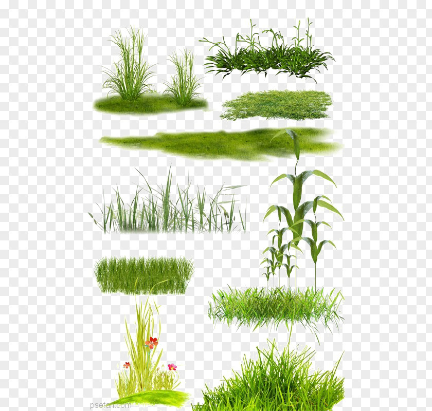 Grassland Collection Lawn PNG