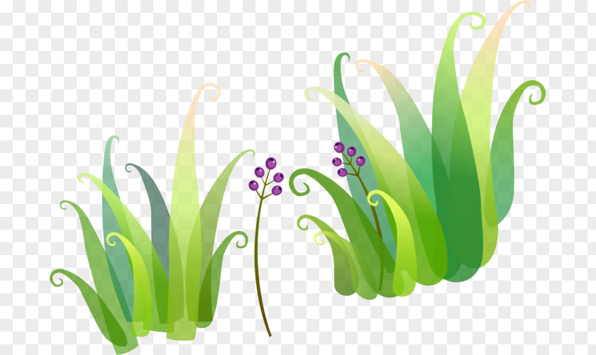 Iris Herbaceous Plant Grass Flower Chives Tulip PNG