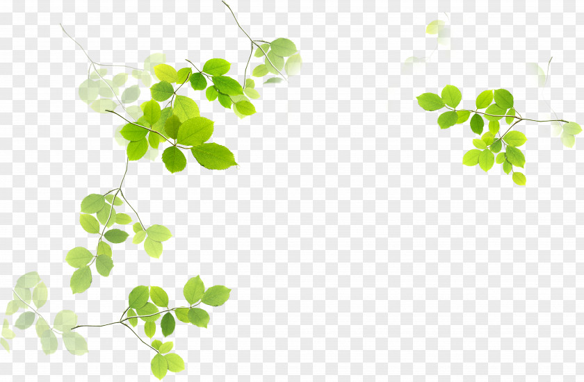 Leaf Green Euclidean Vector PNG