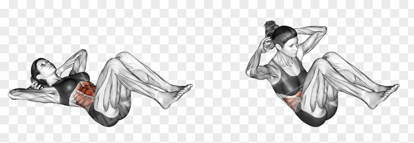 Plank Muscles Worked Sit-up Exercise Abdomen Human Body Back PNG