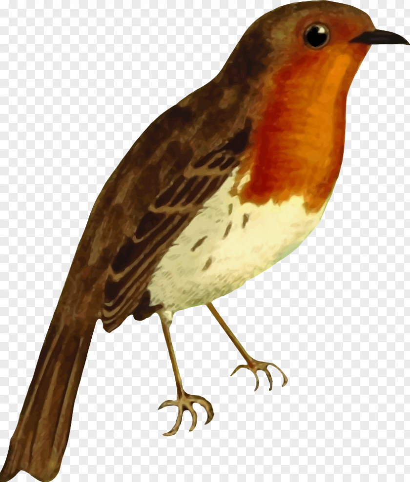 Robin European Bird Clip Art PNG