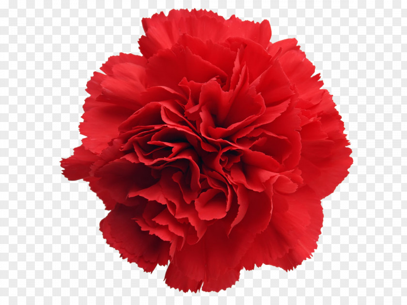 Carnations Clipart Carnation Cut Flowers Stock Photography Clip Art PNG