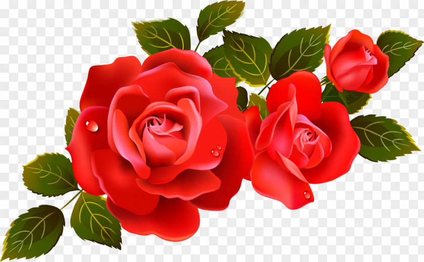Large Red Roses Clipart Element Rose Flower Clip Art PNG