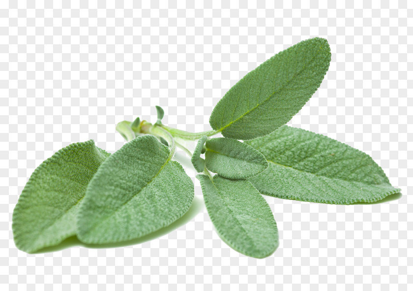 Parsley Common Sage Stock Photography Herb PNG