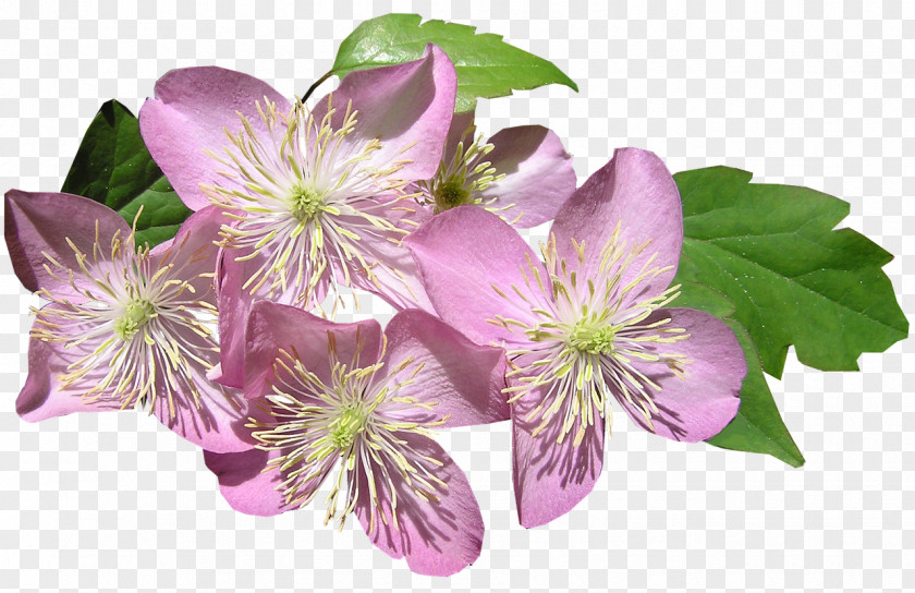 Anemone Clematis Love And Sex With Robots PNG clematis and with Robots, clipart PNG